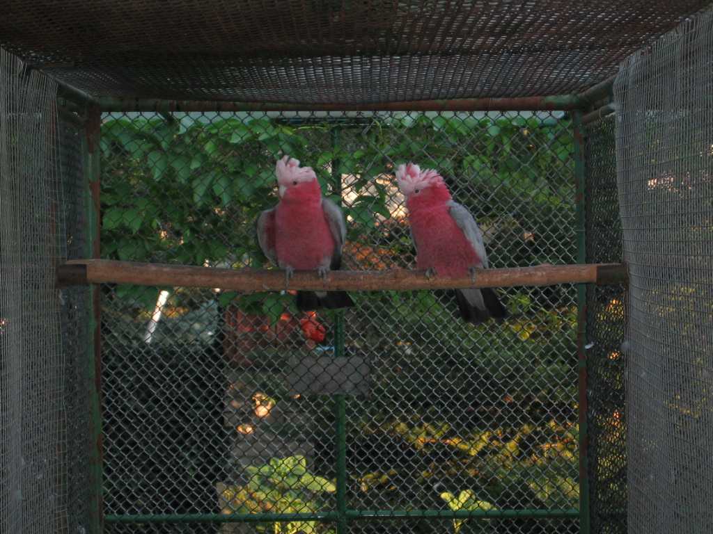 Kakadu růžový 2